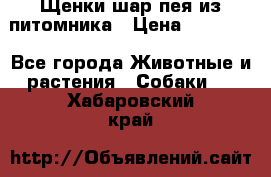 Щенки шар-пея из питомника › Цена ­ 15 000 - Все города Животные и растения » Собаки   . Хабаровский край